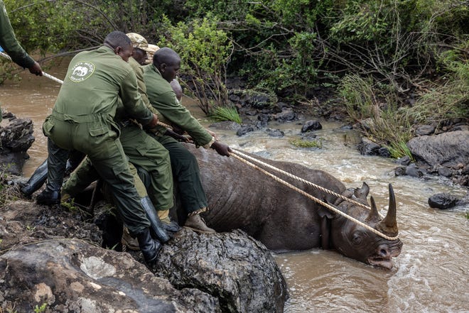 January 16, 2024: Wildlife veterinaries and members of the capture team from the Kenya Wildlife Service (KWS) try to take a sedated rhino out of the water for safety during a capture and translocation operation of rhinos in Nairobi National Park. Plans to translocate 21 rhinos to Loisaba Conservancy in Northern Kenya officially started. The animals will be moved from various congested conservancies to control population and poaching, but the operation had an unsuccessful start due to technical reasons and had to be postponed. After completion, this operation will be one of the largest translocation of rhinos in Kenya's history.