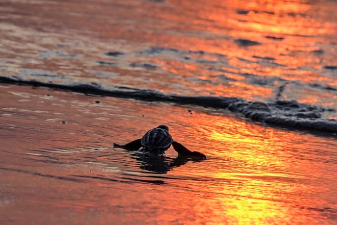January 16, 2024: An Olive Ridley sea turtle hatchling was released into the sea at Lhoknga Beach, Indonesia's Aceh province, on Jan. 16, 2024.