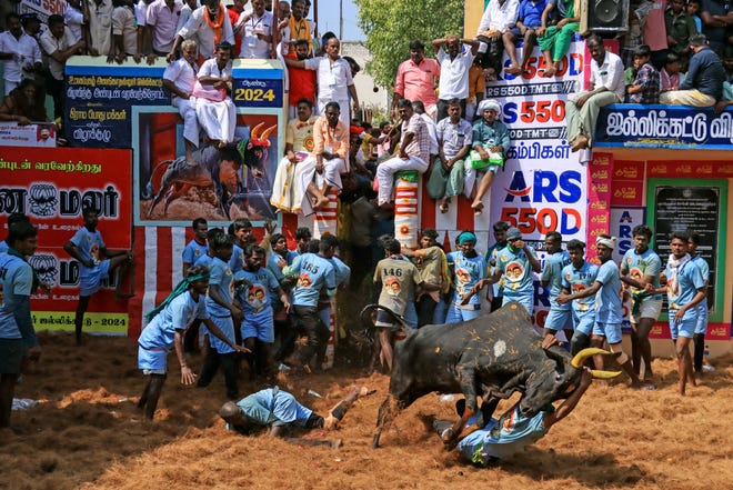 January 17, 2024: Participants try to control a bull during an annual bull-taming festival 'Jallikattu' in the Alanganallur village of Madurai district.
