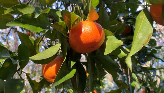 Mandarins and tangerines are a good option for growing in partial shade.