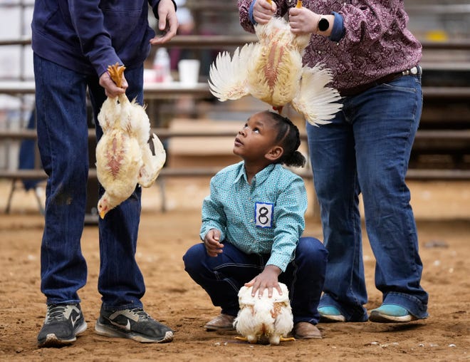 January 25, 2024: Blue Hall, 4, helps her friends show their chickens at the Hays County Livestock Show at Dripping Springs Ranch Park in Dripping Springs, Texas. More than 400 4H and FFA participants, ages 5 - 18, showed their chickens, turkeys, rabbits, lambs, goats, pigs, steers and heifers at the event, which ends with an auction on Saturday that is expected to raise more than $1.3 million to be given back to the children.