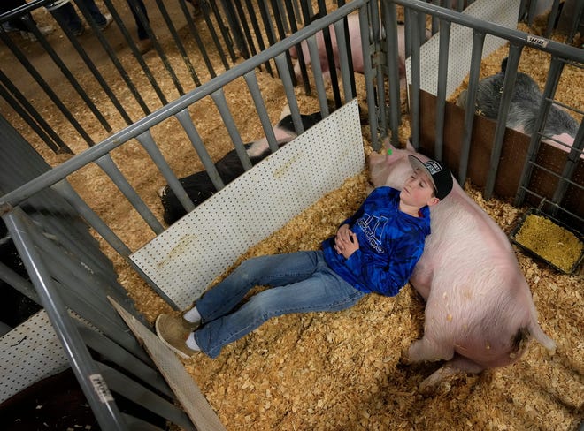 January 25, 2024: Hondo Young, 12, rests in the pen with his pig, Cracklin, at the Hays County Livestock Show at Dripping Springs Ranch Park in Dripping Springs, Texas.