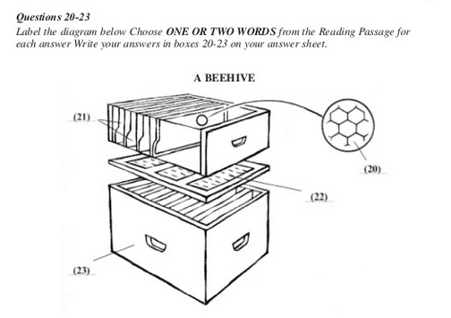 Image: ielts-reading-beehive
